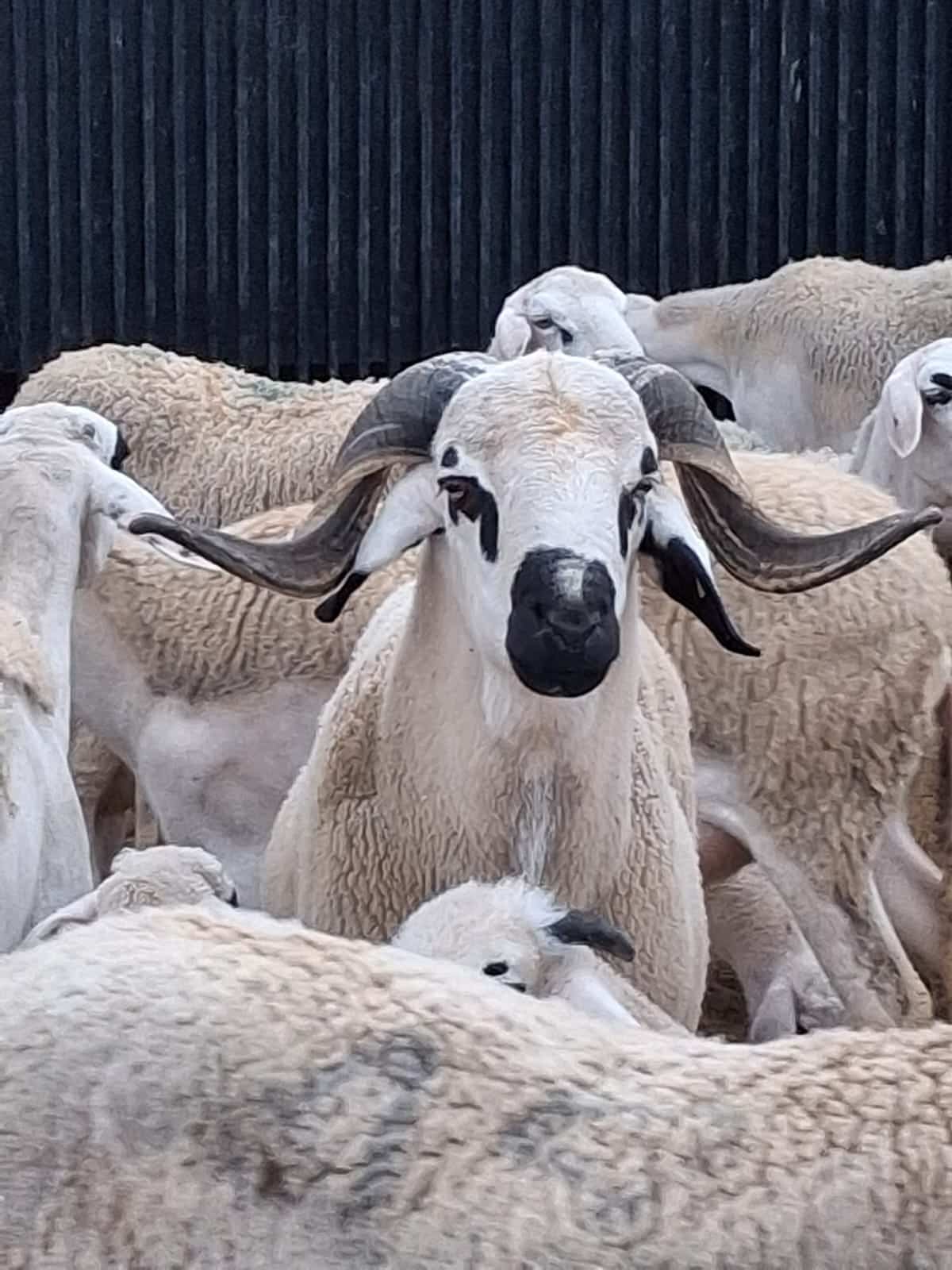 Spécial Aïd - MOUTONIKA