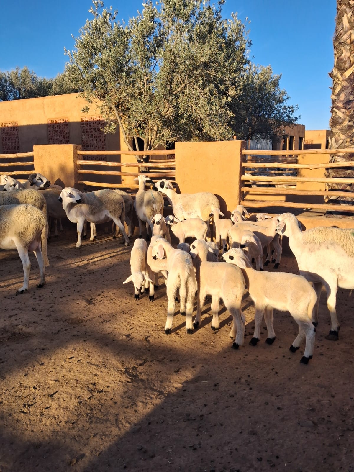 ÉLEVAGE - MOUTONIKA