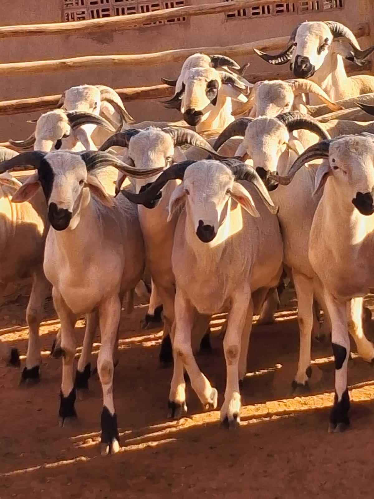 ÉLEVAGE - MOUTONIKA