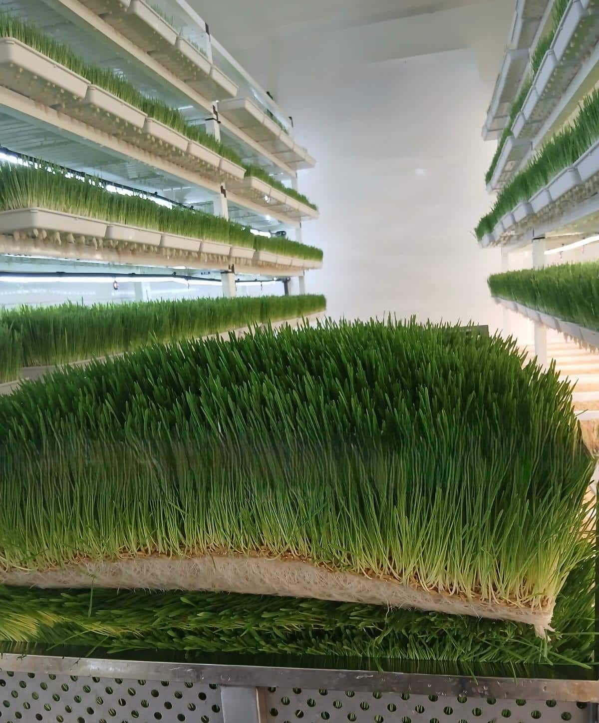 FOURRAGE & HYDROPONIE - MOUTONIKA