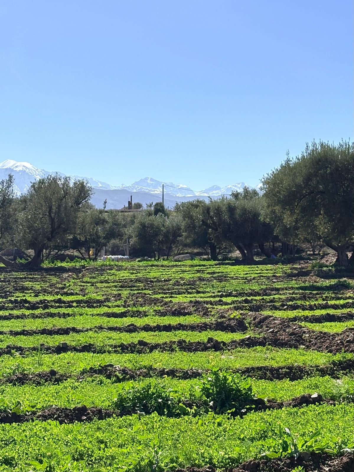 FOURRAGE & HYDROPONIE - MOUTONIKA