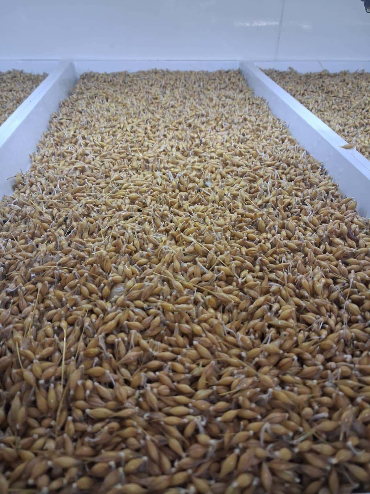 FOURRAGE & HYDROPONIE - MOUTONIKA