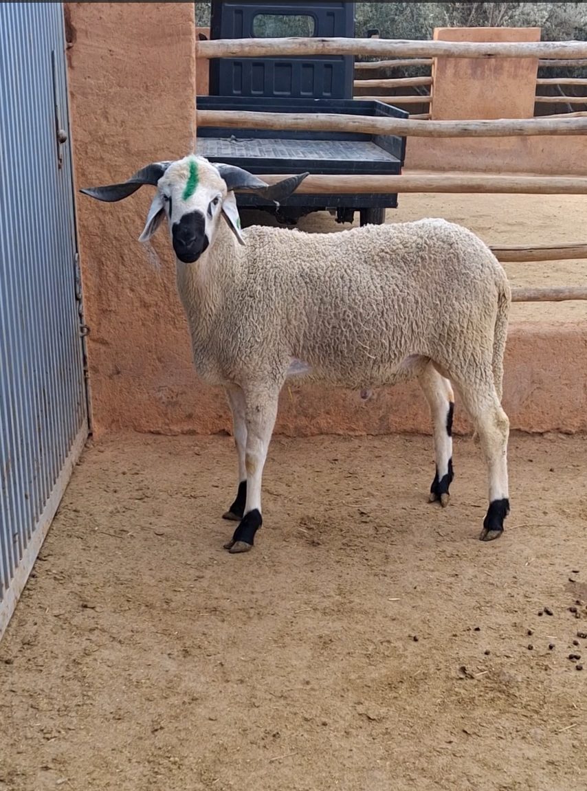 Sardi Moutonika 70 kg