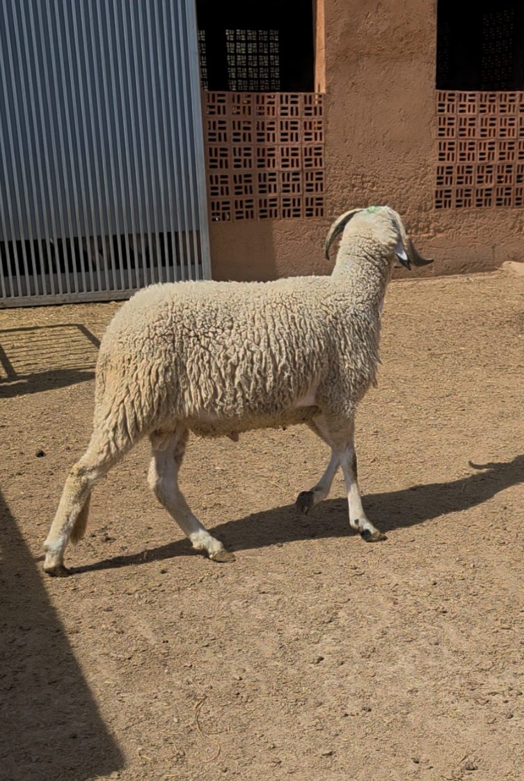 Sardi Moutonika 74 kg