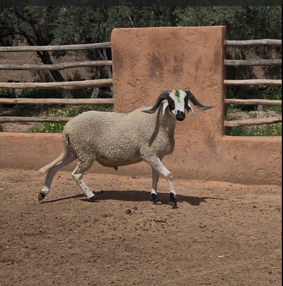 Sardi Moutonika 84 kg