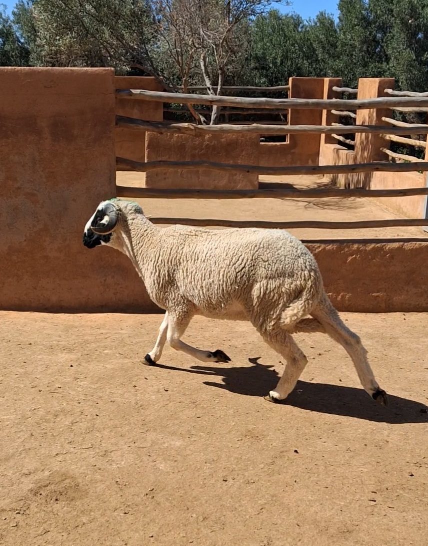 Sardi Moutonika 79 kg